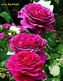 Троянда Big Purple (Біг Пепрл) ч/г гор 4л, фото 5