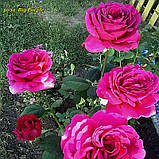 Троянда Big Purple (Біг Пепрл) ч/г гор 4л, фото 3