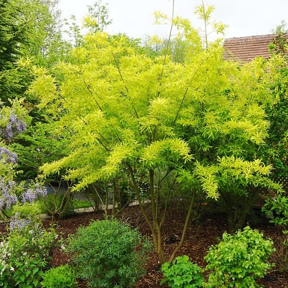 Саджанці Верба удинська Голден Саншайн (Salix udensis Golden Sunshine) Р9