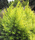Саджанці Верба удинська Голден Саншайн (Salix udensis Golden Sunshine) Р9, фото 2