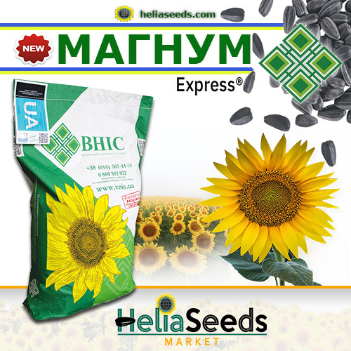 Соняшник гібрид МАГНУМ (ВНІС), фото 1