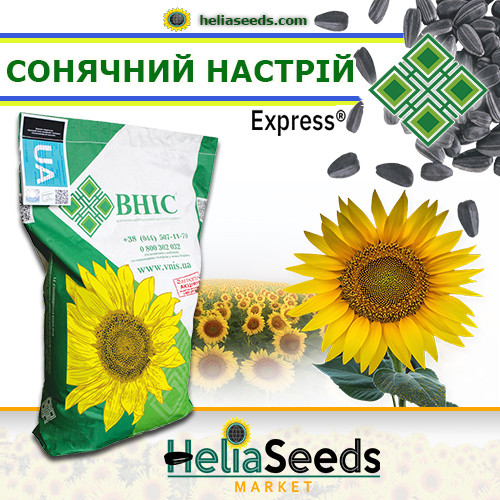 Насіння соняшнику гібрид СОНЯЧНИЙ НАСТРІЙ, фото 1