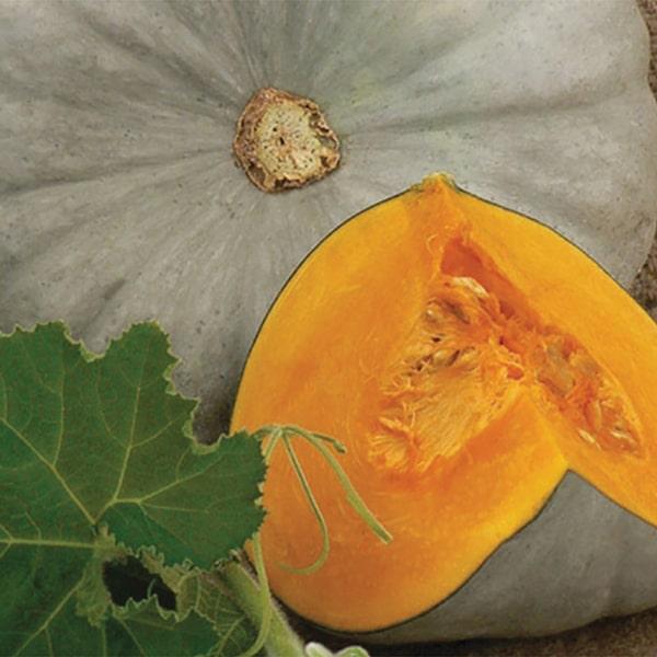 Насіння гарбуза Сампсон F1 (Sampson F1) Enza Zaden 500