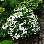 Саджанці Гортензії ампельної Наречена втікачка (Hydrangea hybrid Runaway Bride) Р9, фото 2