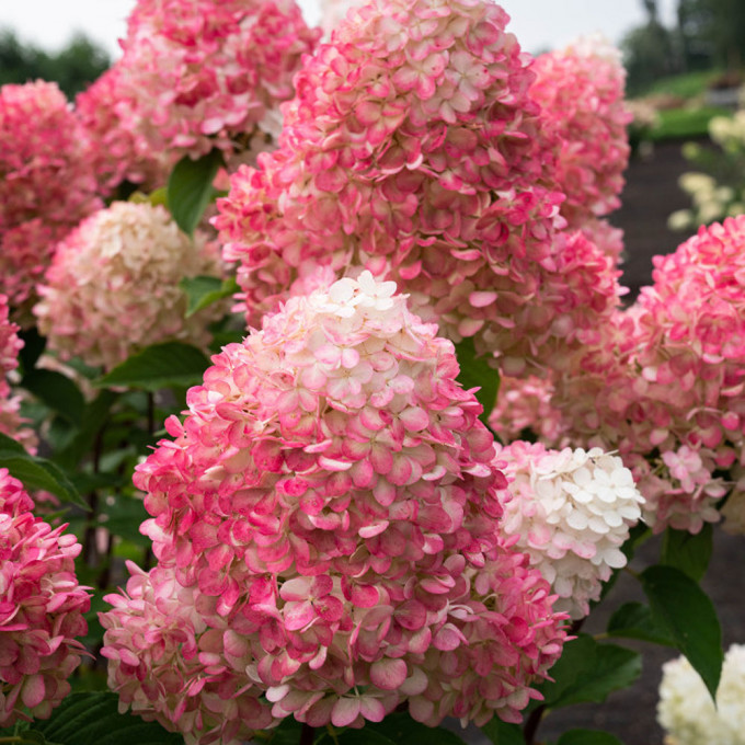 Саджанці Гортензії волотистої Лівінг Пінк Розе (Hydrangea paniculata Living Pink Rose) Р9