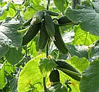 Огірок Амур F1 Коуел 50 сем, фото 2