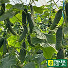 Огірок Баде F1 (пучковий) Yuksel Seeds 50 шт., фото 4