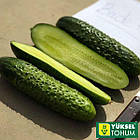 Огірок Баде F1 (пучковий) Yuksel Seeds 50 шт., фото 2