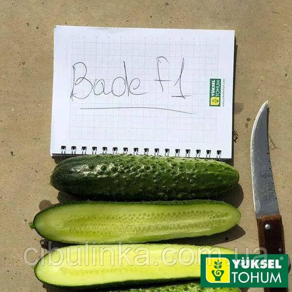 Огірок Баде F1 (пучковий) Yuksel Seeds 50 шт., фото 1