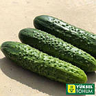 Огірок Баде F1 (пучковий) Yuksel Seeds 50 шт., фото 3
