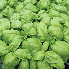 Насіння базиліку Кіра (Keira) Enza Zaden 50000