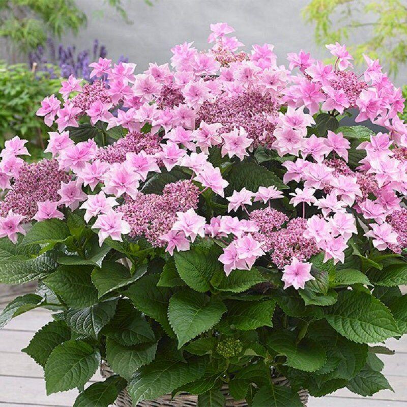 Саджанці Гортензії крупнолистої Доппіо Роза (Hydrangea macrophylla Doppio Rosa) Р9
