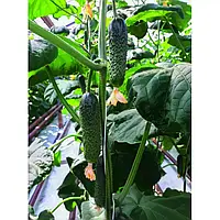 Семена огурца Аристан F1, 1000 семян огурец партенокарпический, Bejo Zaden
