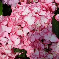 Саджанці Гортензії крупнолистої Сальса (Hydrangea macrophylla Salsa) Р9