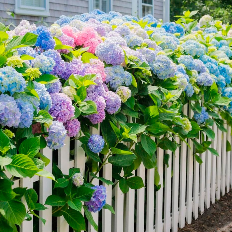 Як впливає світло на ріст гортензії та як усунути проблему