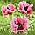Мак східний багаторічний Pink Ruffles, фото 3