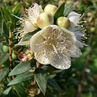 Саджанці Мірта звичайного (Myrtus communis) Р9, фото 4