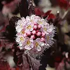 Саджанці Пухироплідник калинолистний Леді ін Ред (Physocarpus opulifolius Lady in Red) Р9, фото 3