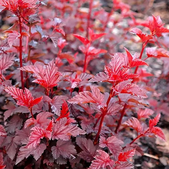 Саджанці Пухироплідник калинолистний Леді ін Ред (Physocarpus opulifolius Lady in Red) Р9