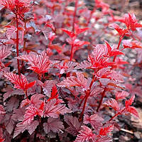 Саженцы Пузыреплодник калинолистный Леди ин Рэд (Physocarpus opulifolius Lady in Red) Р9