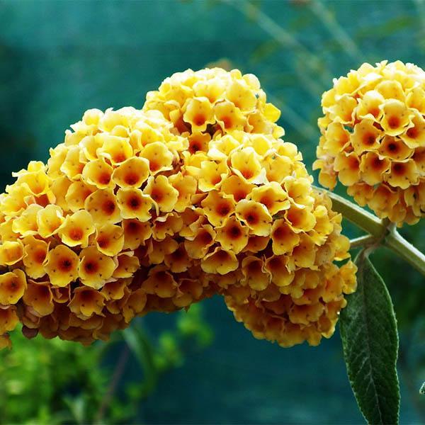 Саджанці Буддлеї Давида Сан Голд (Buddleja davidii Sungold) Р9