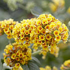 Саджанці Буддлеї Давида Сан Голд (Buddleja davidii Sungold) Р9, фото 2