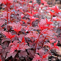 Саджанці Пухироплідник калинолистний Леді ін Ред (Physocarpus opulifolius Lady in Red)