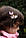 Японская Заколка Украшение на голову "Цветение Сакуры" на мероприятие, утренник, в садик - Aushal Jewellery, фото 2