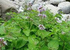 Мята водяная