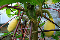 Саженцы редкой папайи - Папаюлло (V. goudutiana), дикая папайя, укорененные, 15-30 см