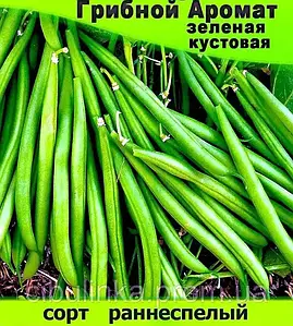Купить Семена Фасоли Масляный Король