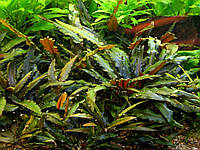Аквариумное растение Криптокорина Вендта коричнивая - живое растение для аквариума