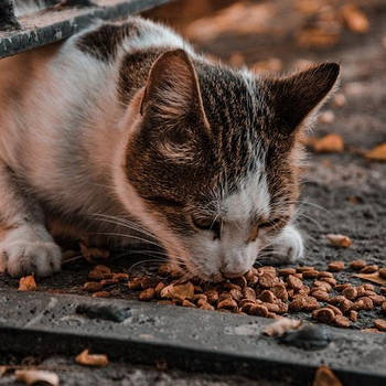 Корм для котів