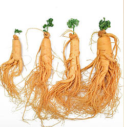 Справжній цільний корінь Женьшеню (210грм/шт)