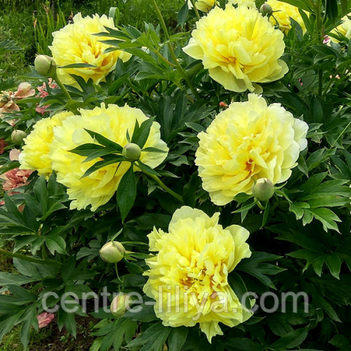 Пион Yellow Crown: продажа, цена в Миргороде. Семена и клубни трав и ...