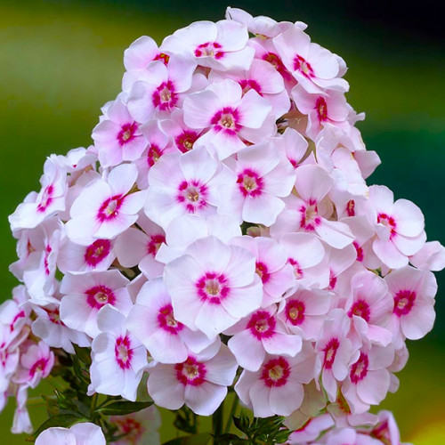 Флокс Miss Holland продажа, цена в Миргороде. Семена и клубни трав и