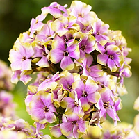 Флокс Sherbet Blend