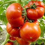 Насіння томатів Райська насолода 10 г середньостиглий, фото 2