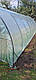 Теплиця 4х8х2,3 м плівкова універсальна "Скарбничка" з оцинкованої труби від виробника, фото 7