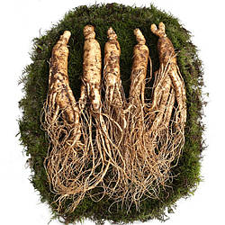 Свіжий Гірський женьшень із землею 120 грамів (8 паличок)