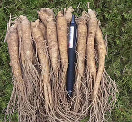 Свіжий Гірський женьшень із землею 200 грамів (приблизно 8 шт.)