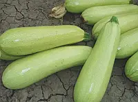 Семена кабачка Марсела (500 сем.), Enza Zaden