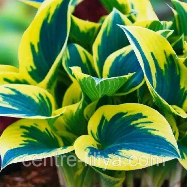 Хоста First Frost продаж, ціна у Миргороді. Насіння і бульби трав і