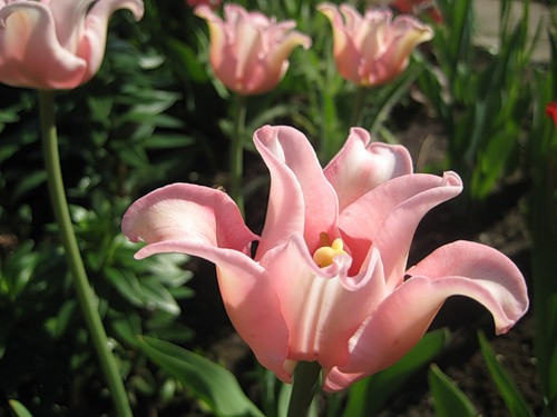 Тюльпан Witty Picture хвилястий цибулина (1 шт.), фото 1