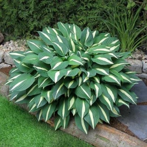 Хоста Risky Business