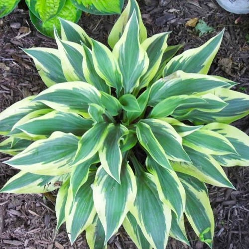 Хоста Wolverine