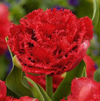 Тюльпан Lion King (махровий+оторочений) цибулина (1 шт.)