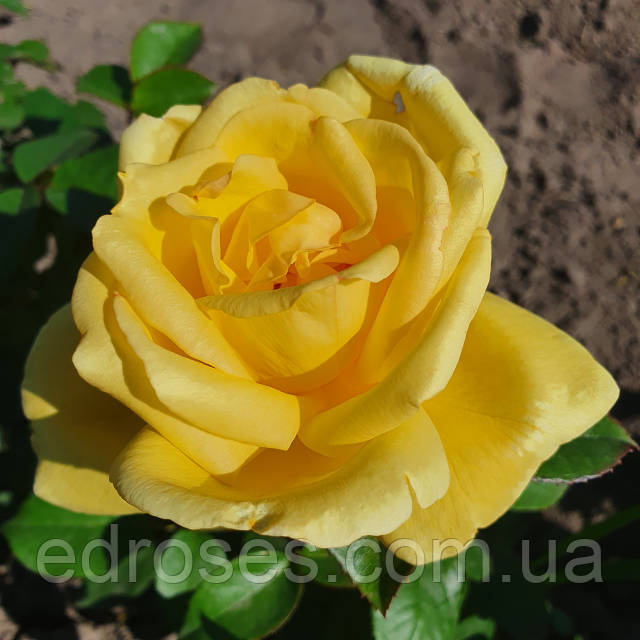 Цензурадан өткен әпкенің порносын қараңыз