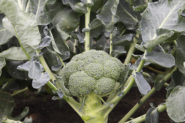 Насіння капусти броколі Баторі F1 (Batori F1) Syngenta 2500