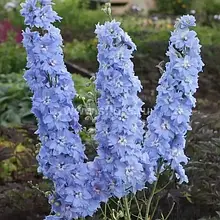 Дельфініум багаторічний Літнє небо, 0,1 г, насіння Яскрава